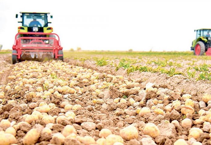 Farmers in Eastern Turkmenistan Harvest 32 thousand Tons of Potatoes