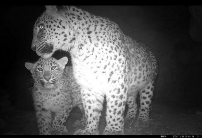 Фотоловушки зафиксировали самку леопарда с детенышем в Батхызском заповеднике