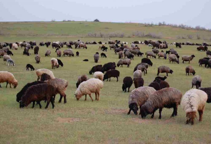 Turkmen Scientists Managed to Increase Sheep Meat Productivity