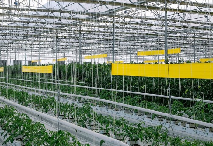 Turkmen Company Ramps Up Production of Agricultural Crops