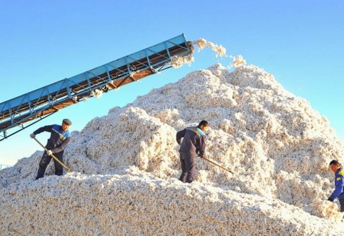 Role of Cotton Production in Global Economy