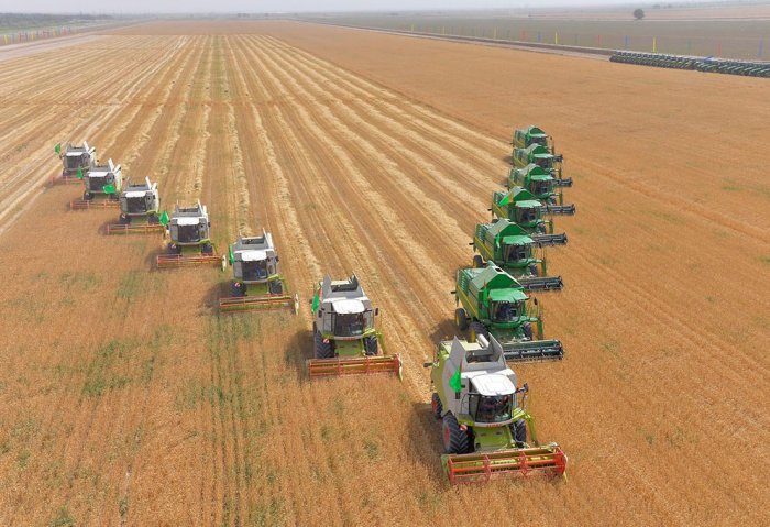 Turkmen Farmers Harvest 1.4 Million Tons of Wheat