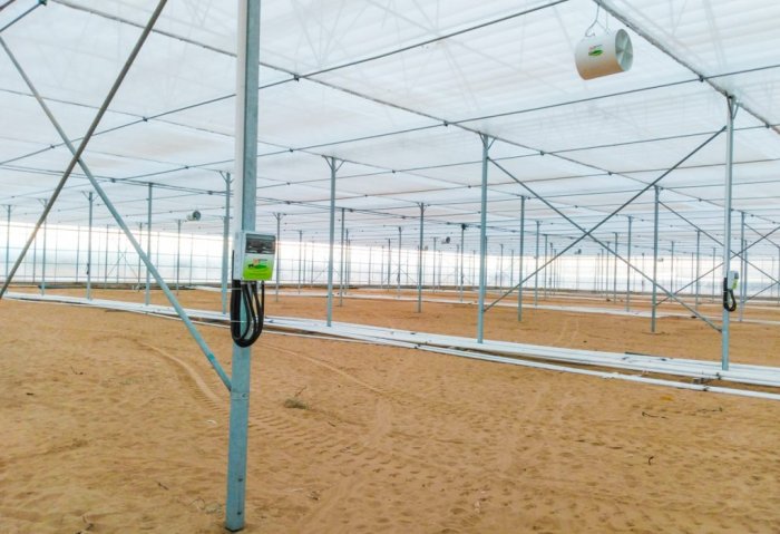 Several Greenhouses to Start Functioning in Dashoguz Next Year