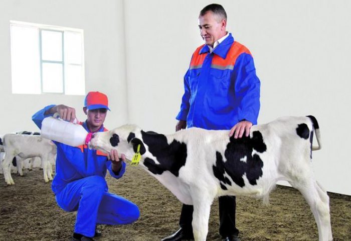 Livestock Farmers in Northeastern Turkmenistan Supply Markets With Local Products