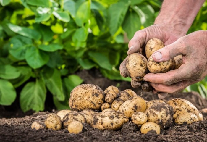 Начался весенний посев картофеля в Дашогузском велаяте