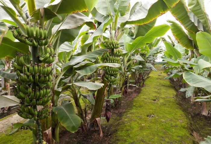 Turkmen Agricultural Company Starts Harvesting Banana