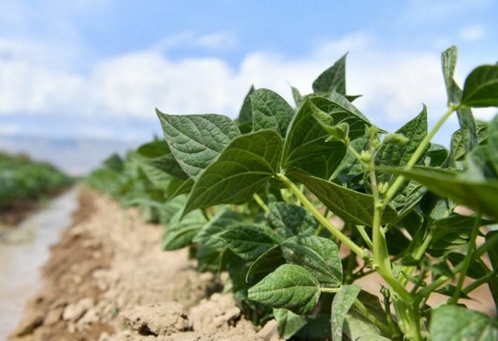 Farmer in Northeastern Turkmenistan Aims to Increase Yield of Beans