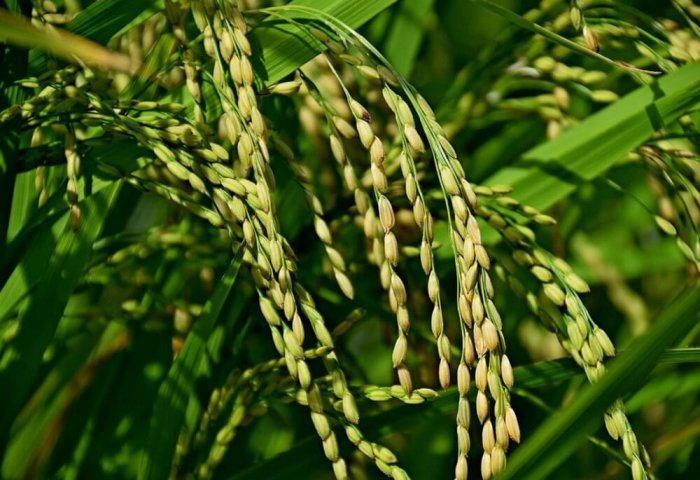 Дашогузские земледельцы планируют собрать 35 тысяч тонн риса