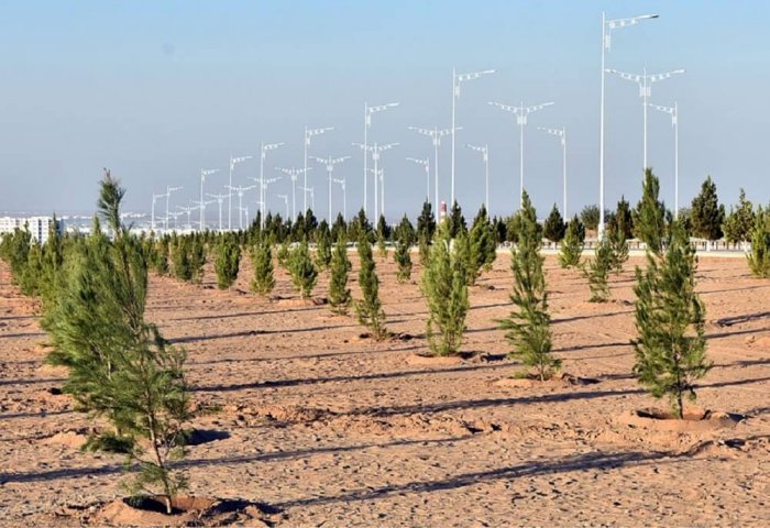 Turkmenistan to Plant 25 Million Trees, Grape Seedlings