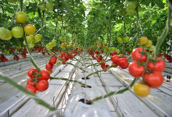 Turkmen Greenhouse Enterprise Exports Tomatoes to Neighboring Countries