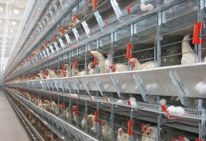Потребительское общество Лебапское велаята наращивает производство яиц