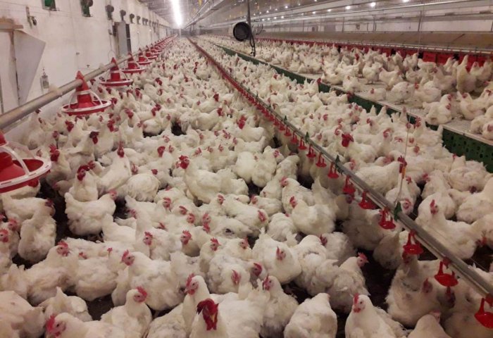 Turkmen Scientists Obtain Fertilizer From Broiler Chicken Manure