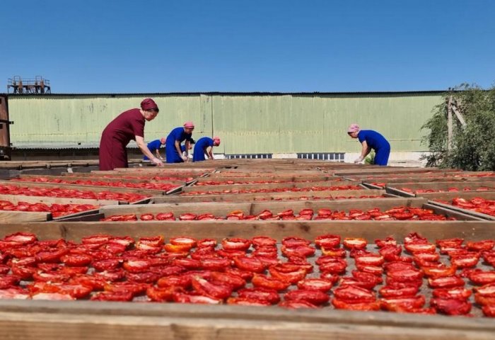“Aýly ýaz” kompaniýasynda “TERi” haryt nyşanly kakadylan pomidorlar taýýarlanylýar