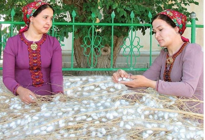 Lebap Silkworm Farmers Deliver 1047 Tons of Silk Cocoons