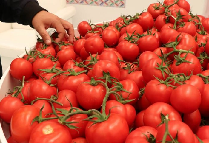 Halal Dogan Viyana’ya Türkmen domatesini ihraç etti