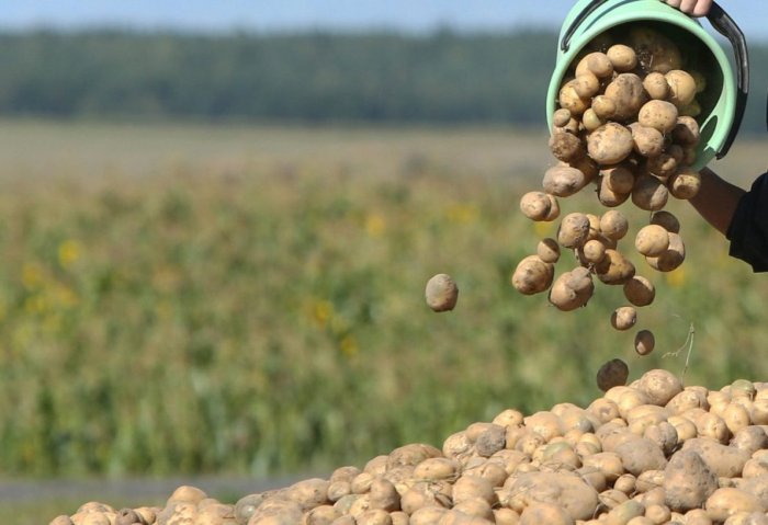 Türkmenistan’da hektar başına oralama 18 ton patates hasat edildi