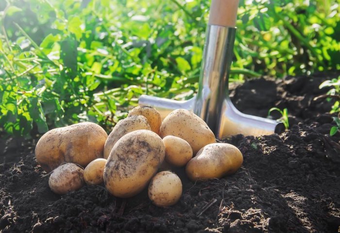 Businessman in Northern Turkmenistan Grows Potatoes on 600 Hectares