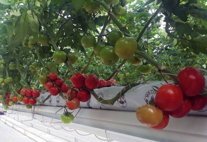 “Altyn bürgüt” hususy kärhanasy 1900 tonnadan gowrak pomidor ýetişdirdi
