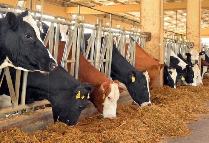 Ahal vilayetinde bulunan işletmede günlük 10 ton süt işleniyor