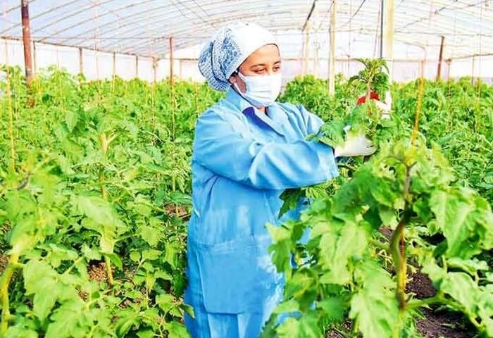 Türkmenistanlı girişimci 8 ton salatalık hasat etti
