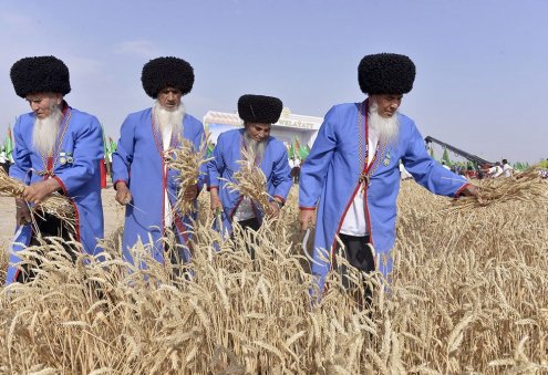 Turkmen Farmers Deliver Over 1.4 Million Tons of Wheat