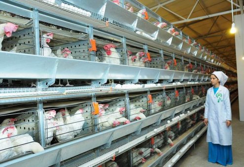 Turkmen Poultry Complex Nurly Meýdan to Double Its Egg Production