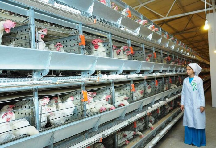 Turkmen Poultry Complex Nurly Meýdan to Double Its Egg Production