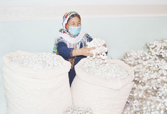 Türkmenistanlı ipekçiler, 2 bin 100 tondan fazla ipek kozası yetiştirdiler