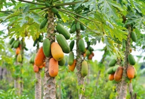 200 Papaya Trees Grow in Turkmenabat