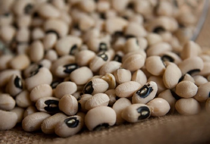 Farmers in Northern Turkmenistan to Harvest 375 Tons of Beans