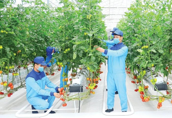 Turkmen Businesses Operate 450 Hectares of Greenhouses