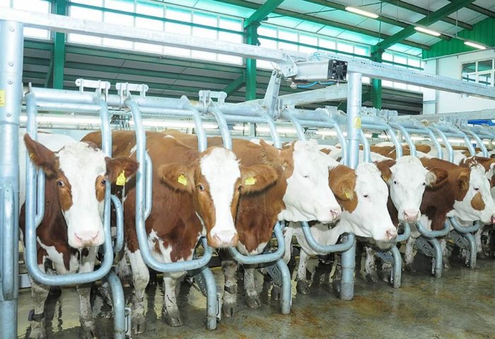 Turkmen Producer of Marbled Beef Increases Its Cattle Stock