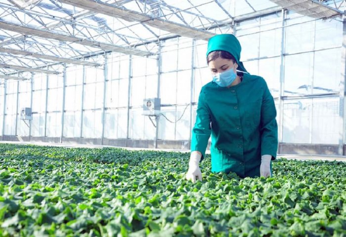 Turkmenistan Prepares to Introduce Law on Agricultural Consulting Services