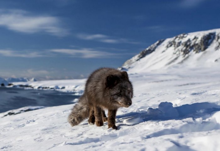 An Arctic Fox Walked 3,500 Kilometres from Norway to Canada