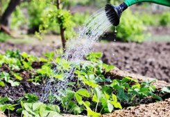 В Туркменистане ведутся исследования по созданию средств против засоления почв