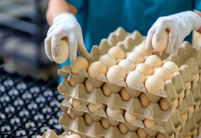 Türkmenistanlı girişimcinin tavuk çiftliğinde günlük 60-70 bin yumurta toplanıyor