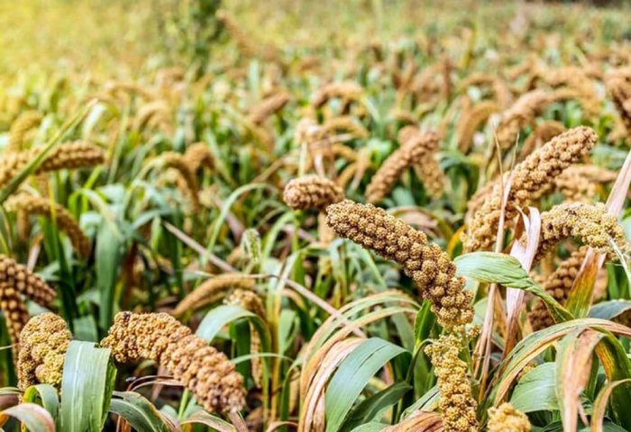 Farmers in Turkmenistan’s Lebap Collect Rich Harvest of Intermediate Crops