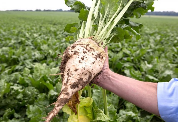 Turkmenistan Aims to Produce 224 Thousand Tons of Sugar Beet