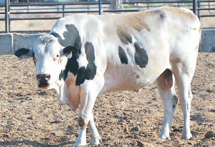 Bull Weighing Over 800 kg Registered in Turkmenistan’s Lebap Velayat