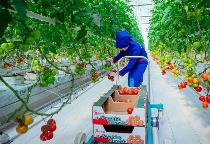 USAID Provides Consultations to Turkmen Greenhouse Complexes on Tomato Cultivation