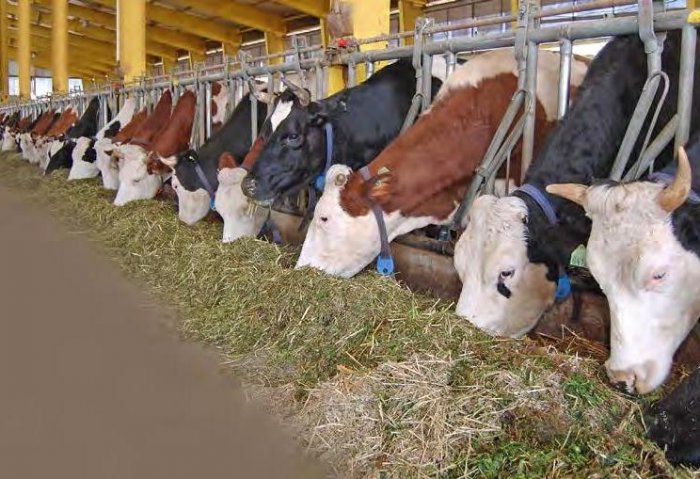 Turkmen Company Manages Its Livestock Farm Using Digital Control System