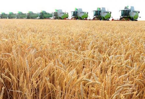 Türkmenistanlı çiftçiler, yaklaşık 1,5 milyon ton buğday hasat ettiler