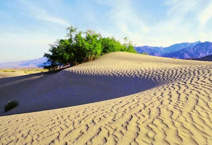 Türkmenistan Merkezi Aziýada çölleşmä garşy sebitleýin merkezi döretmegi teklip etdi Türkmenistan Merkezi Aziýada çölleşmä garşy sebitleýin merkezi döretmegi teklip etdi