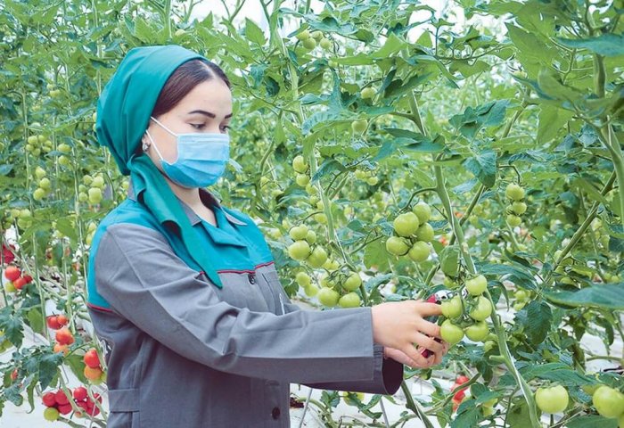UIET Member Businesses Harvest Over 150 Thousand Tons of Crops
