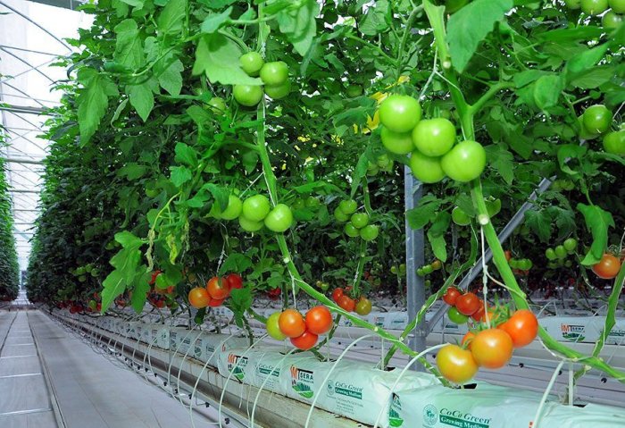 «Altyn tug» начал сбор урожая в теплице площадью 12 га