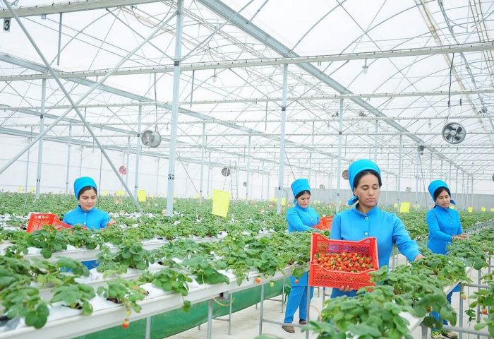 Туркменские предприниматели перенимают опыт в развитии тепличных хозяйств