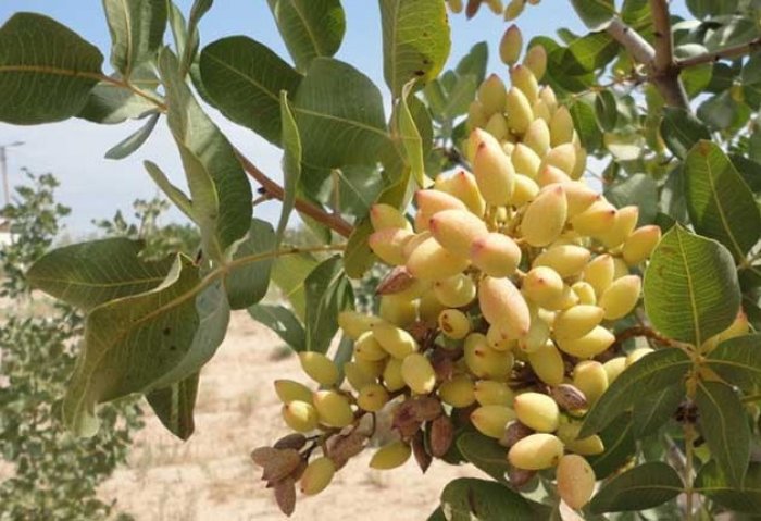 Turkmen Scientists Grow Pistachio and Almond in Karakum Desert