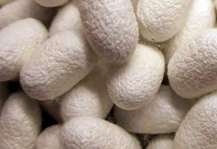 Farmers in Hojambaz Aim to Produce 97 Tons of Cocoons