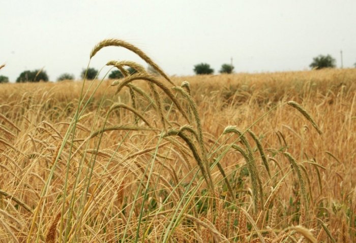 Turkmen Private Agricultural Company to Grow Wheat on 1300 Hectares