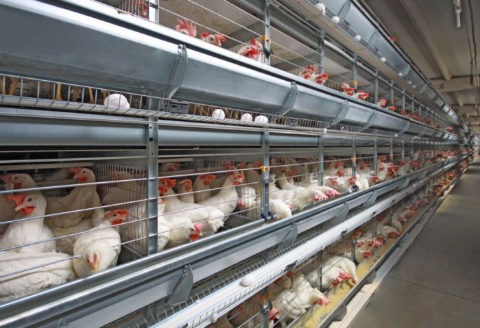 Turkmenistan’s Largest Poultry Complex to Double Its Chicken, Egg Output
